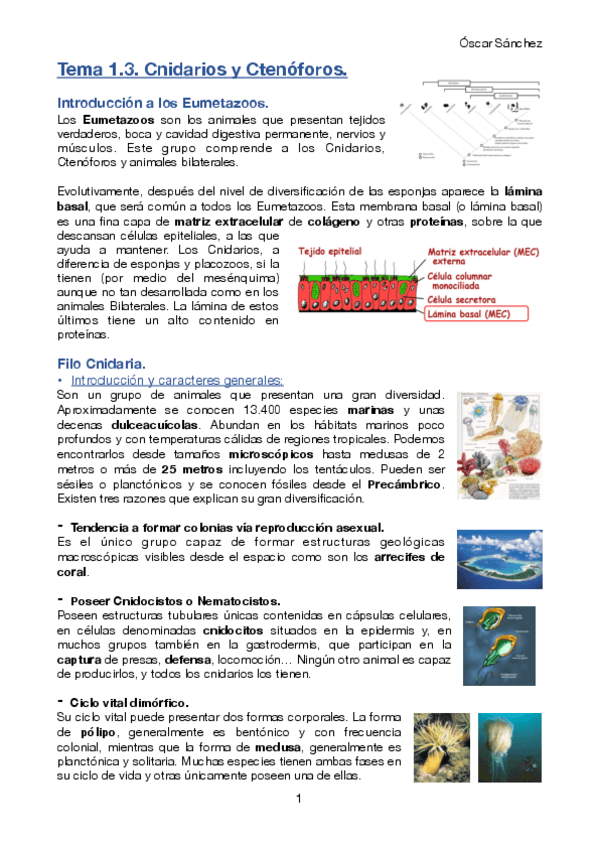 Miniatura del documento Tema 1.3. Zoologia II.pdf