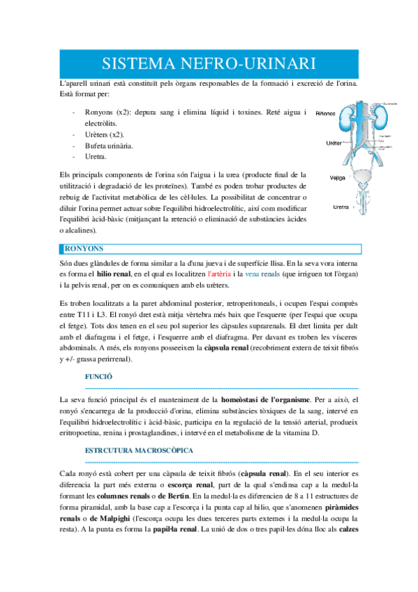 Miniatura del documento SISTEMA-NEFRO.docx