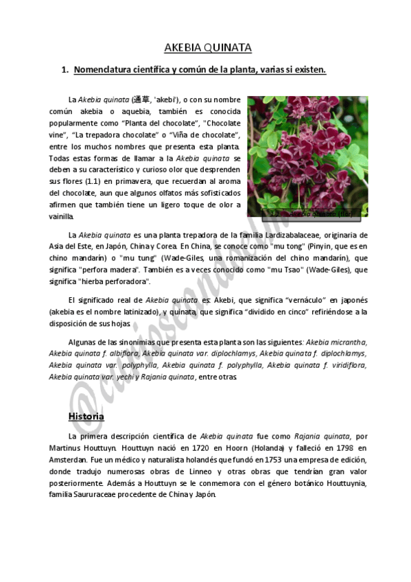 Miniatura del documento AKEBIA-QUINATA.pdf