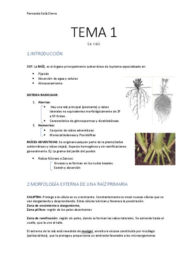 Miniatura del documento TEMA-1-La-raiz.pdf