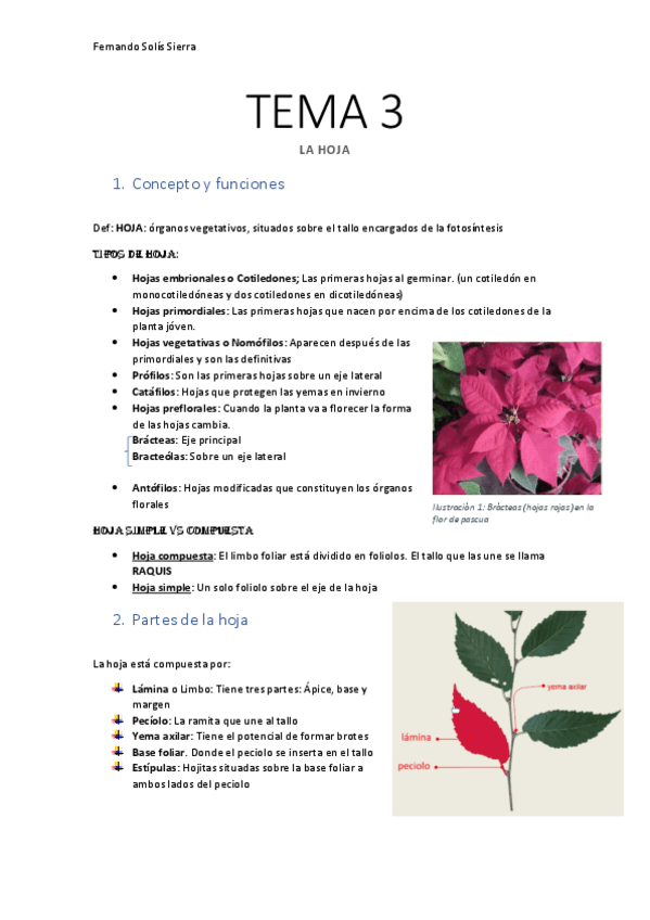 Miniatura del documento TEMA-3-La-hoja.pdf