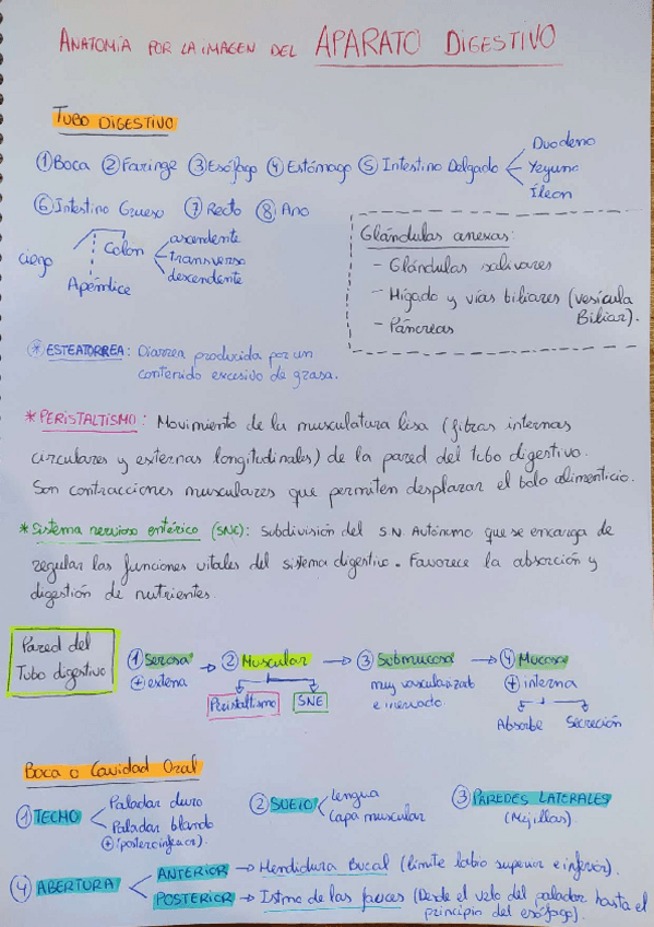 Miniatura del documento Aparato-digestivo-completo.pdf