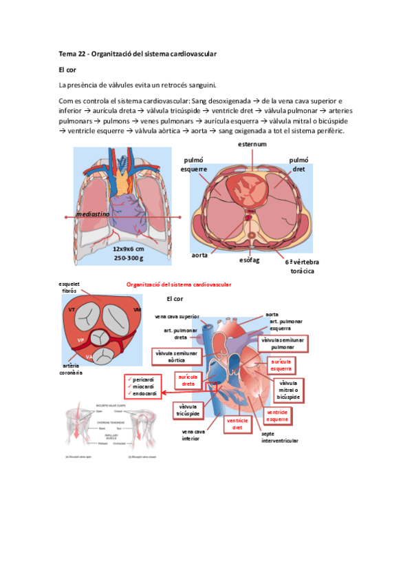 Miniatura del documento Tema 22 - Organització del sistema cardiovascular.pdf