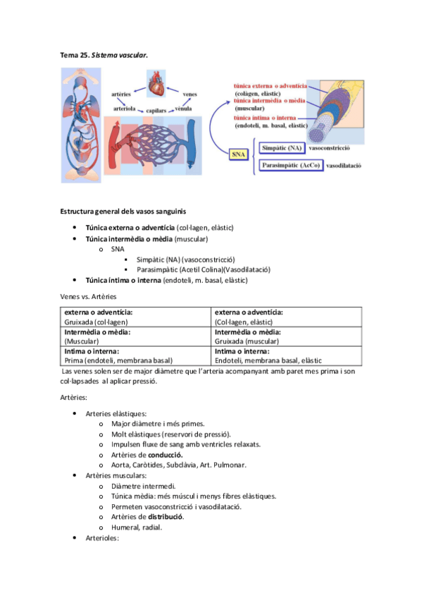 Miniatura del documento Tema 25 - Sistema vascular.pdf
