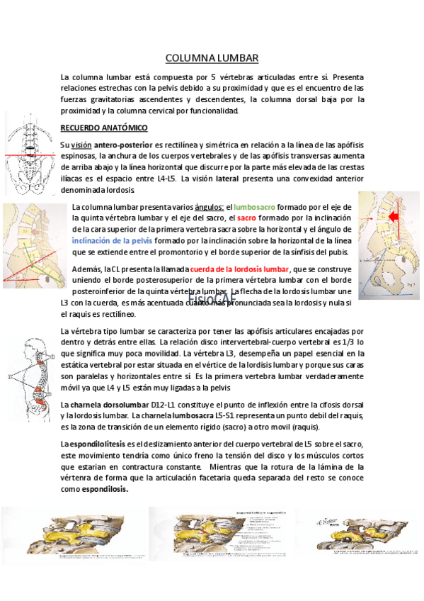 Miniatura del documento COLUMNA-LUMBAR.pdf