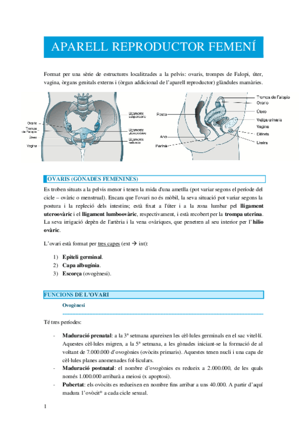 Miniatura del documento APARELL-REPRODUCTOR-FEMENI.docx
