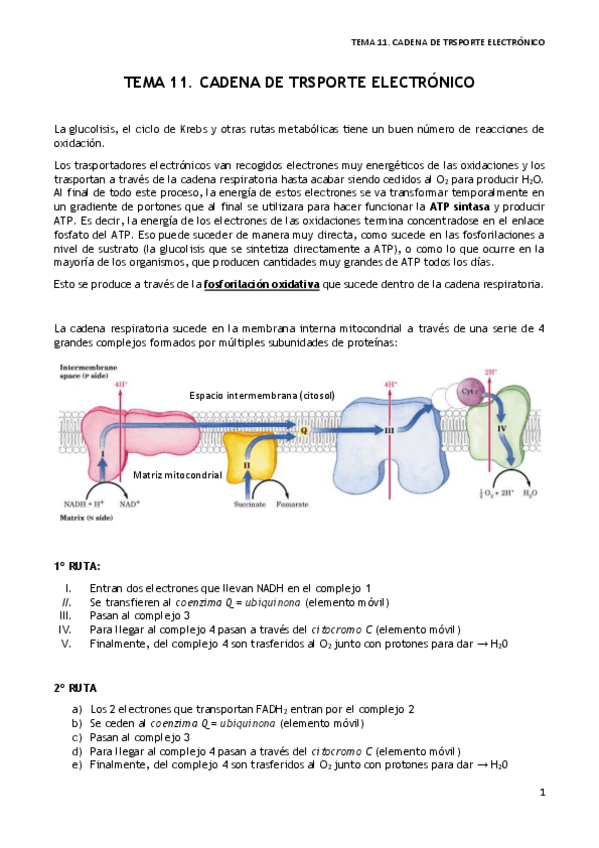Miniatura del documento TEMA-11.pdf