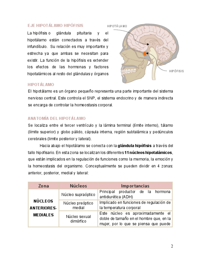Miniatura del documento Hipotalamo-e-hipofisis.pdf