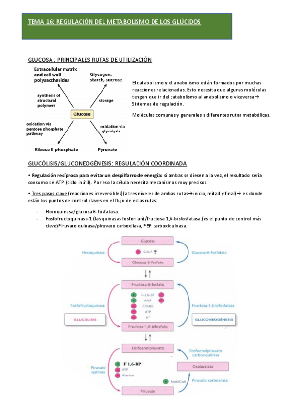 Miniatura del documento BIOQUIMICA-TEMA-16.pdf