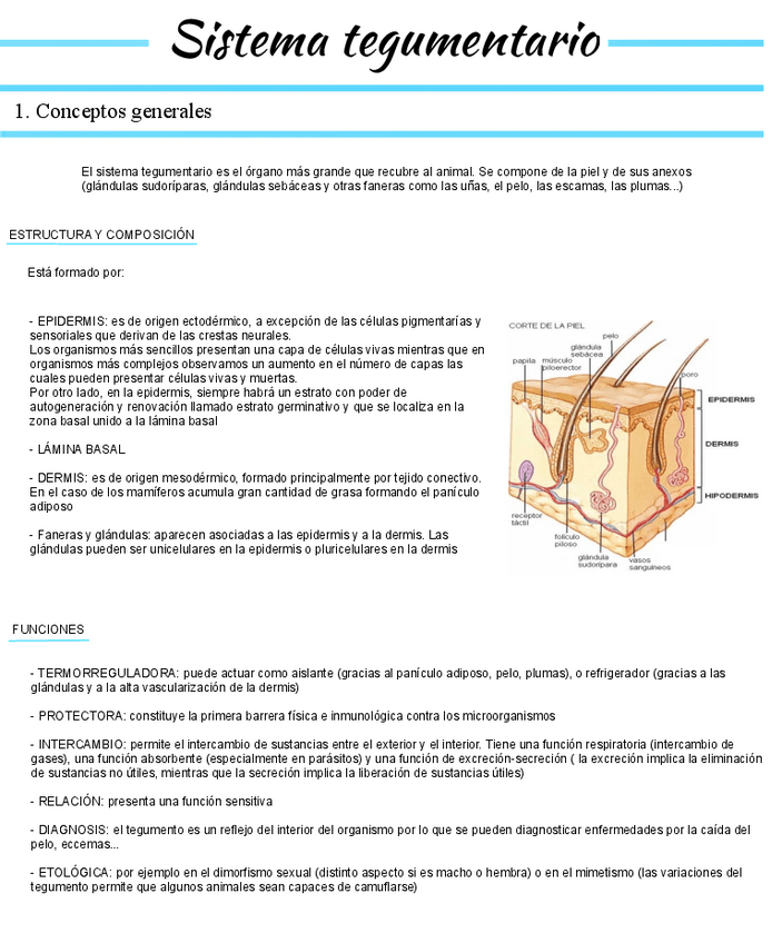 Miniatura del documento Tema-1-Sistema-tegumentario.pdf