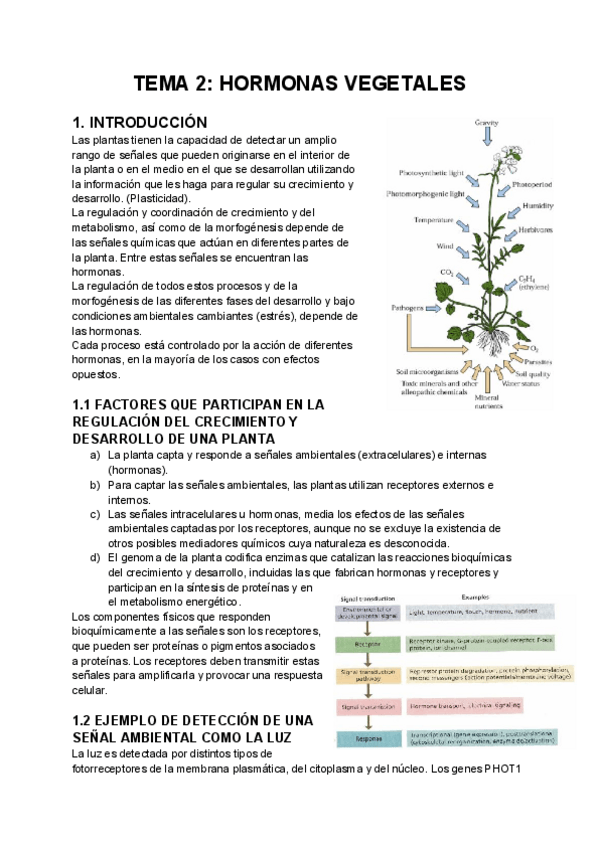Miniatura del documento TEMA-2-HORMONAS-VEGETALES.pdf