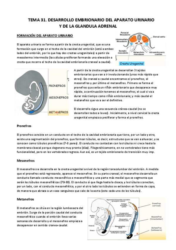 Miniatura del documento Aparato urinario