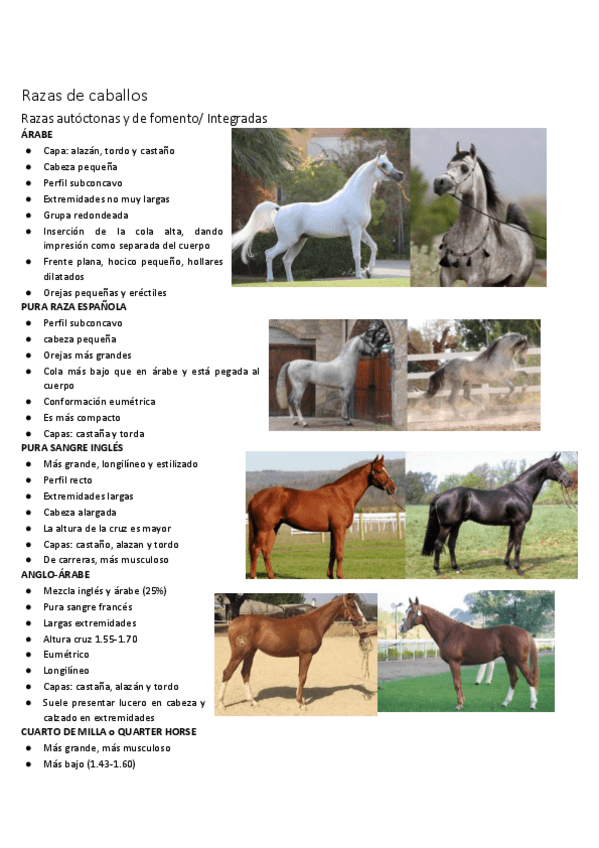 Miniatura del documento Razas-de-equinos.pdf
