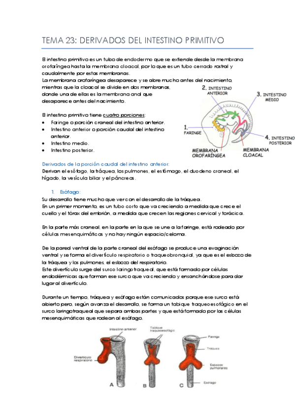 Miniatura del documento Tema-23.pdf