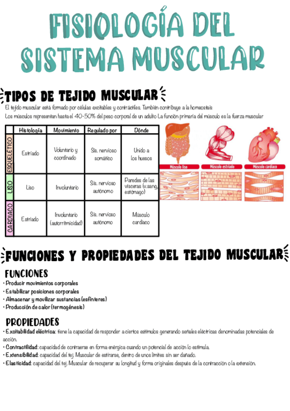 Miniatura del documento T3-Fisiologia-del-sistema-muscular.pdf