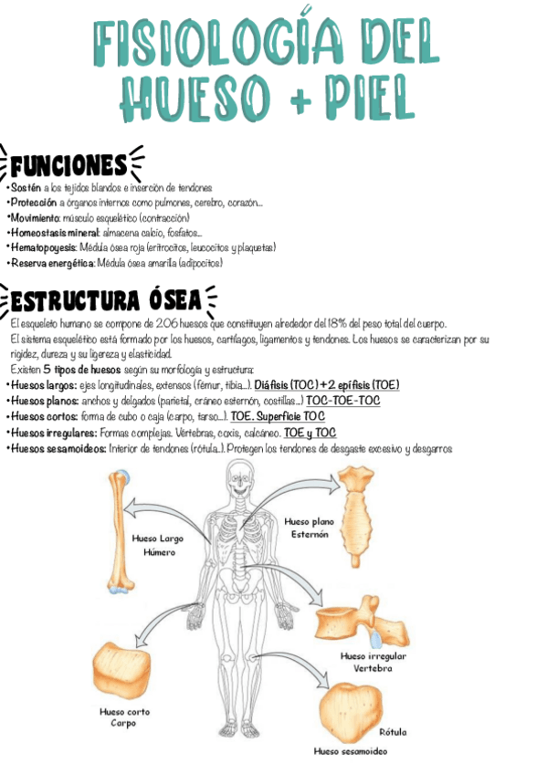 Miniatura del documento T4-Fisiologia-del-hueso--Piel.pdf