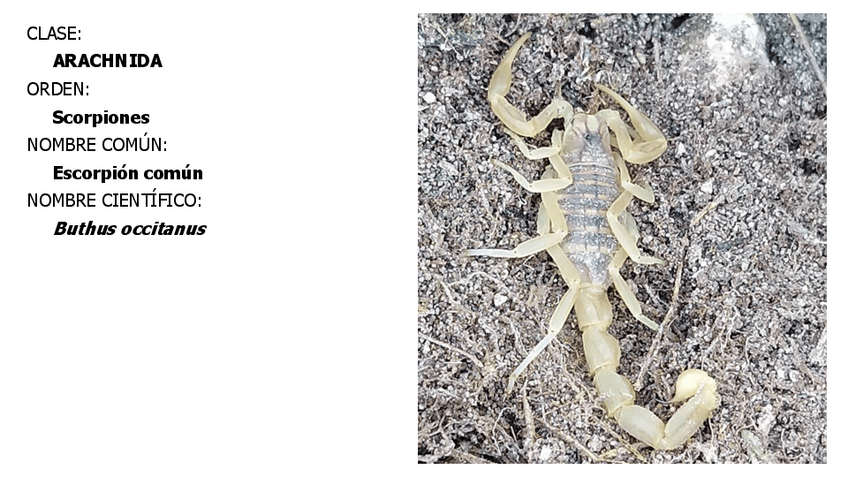 Miniatura del documento TOTAL-LISTA-DE-ESPECIES.pdf