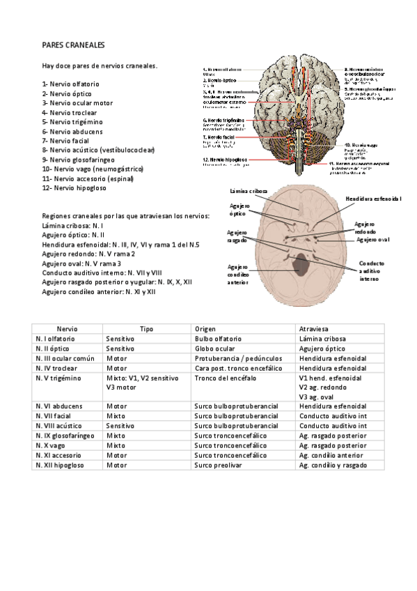 Miniatura del documento Pares-craneales.pdf