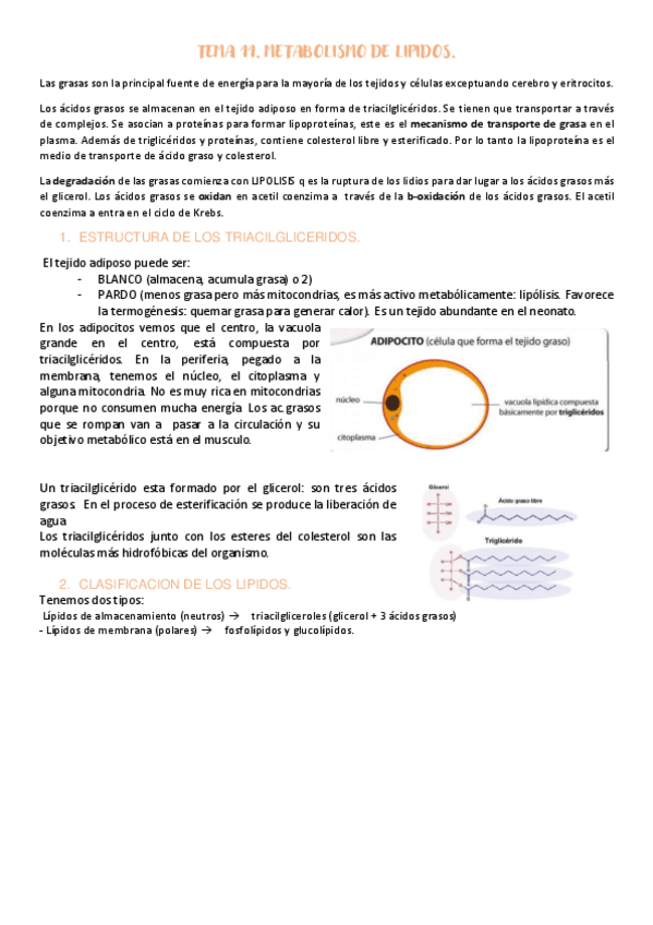 Miniatura del documento TEMA-11-METABOLISMO-DE-LIPIDOS.pdf