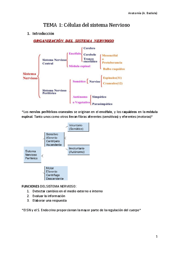 Miniatura del documento Celulas-del-Sistema-Nervioso.pdf
