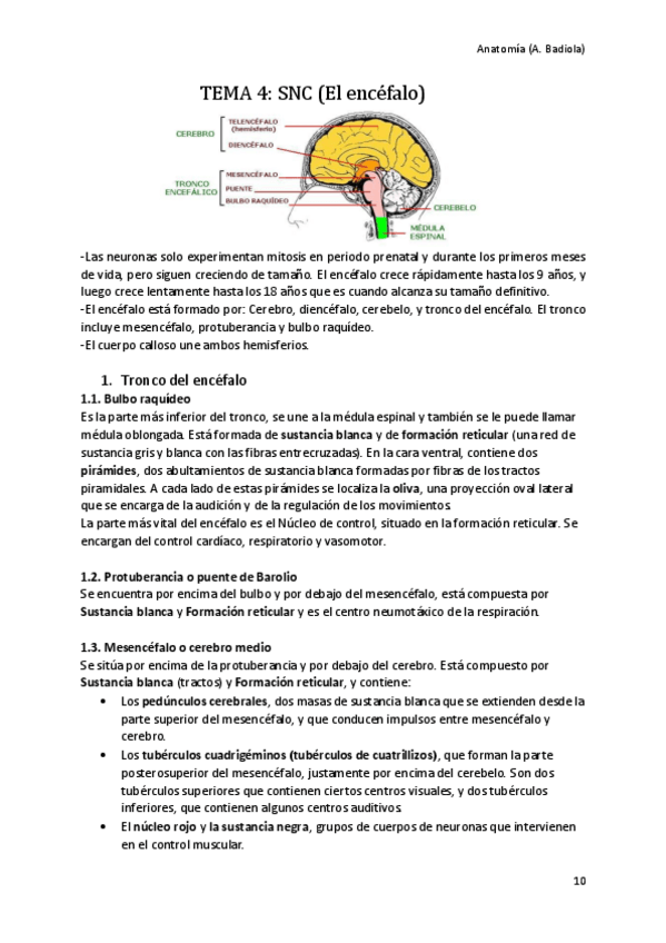 Miniatura del documento El-encefalo.pdf