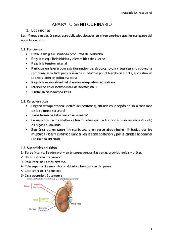 Miniatura del documento Aparato-genitourinario.pdf
