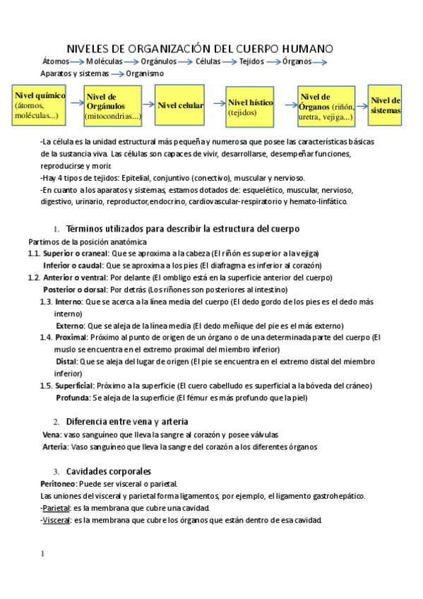 Miniatura del documento Organizacion-del-cuerpo-humano.pdf