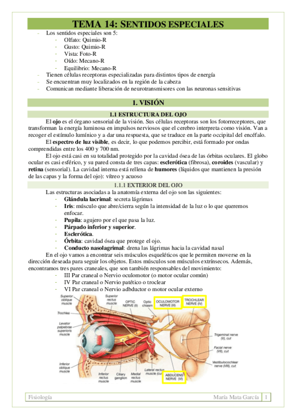 Miniatura del documento TEMA 14. Sentidos especiales