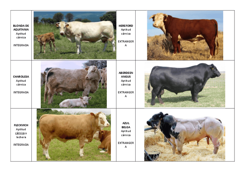 Miniatura del documento IMAGENES-ANIMALES.pdf