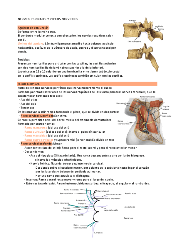 Miniatura del documento Nervios espinales y plexos nerviosos 