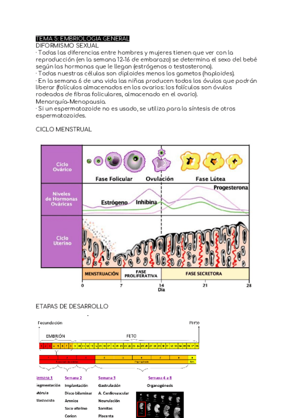 Miniatura del documento TEMA-5-EMBRIOLOGIA-GENERAL.pdf