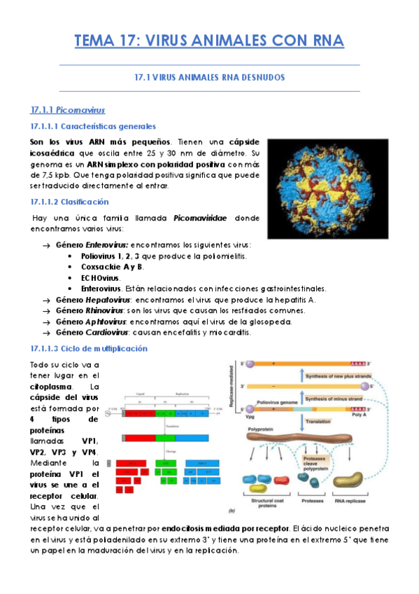 Miniatura del documento TEMA-17.pdf