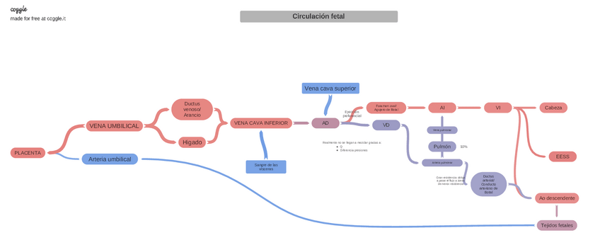 Miniatura del documento Circulacinfetal-2020-05-11-154736.pdf