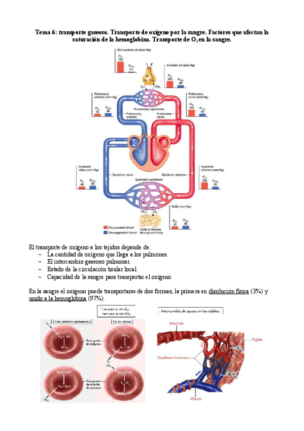 Miniatura del documento Tema-6-respiratorio.pdf