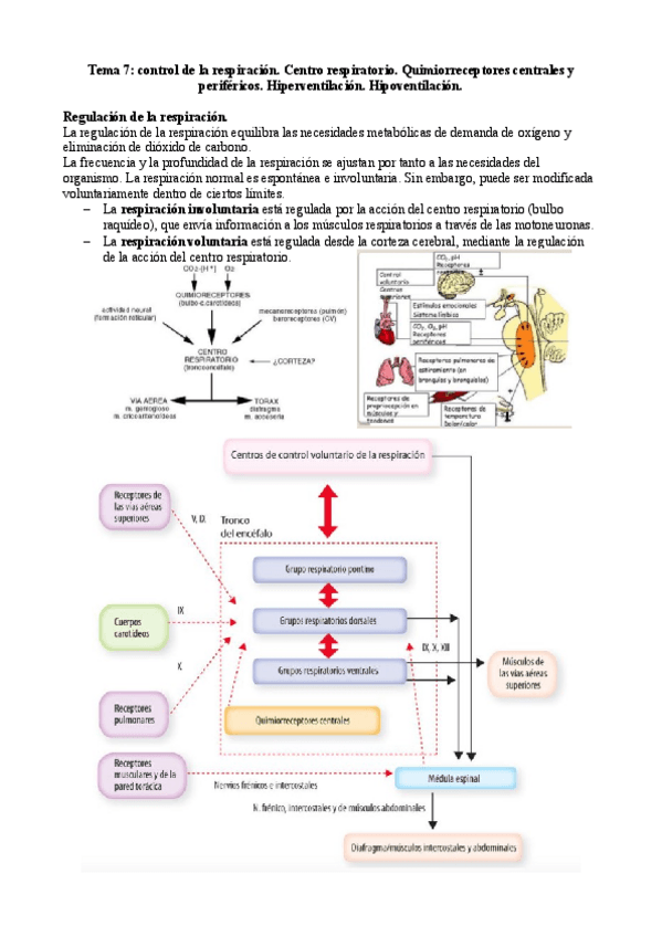 Miniatura del documento Tema-7-respiratorio.pdf