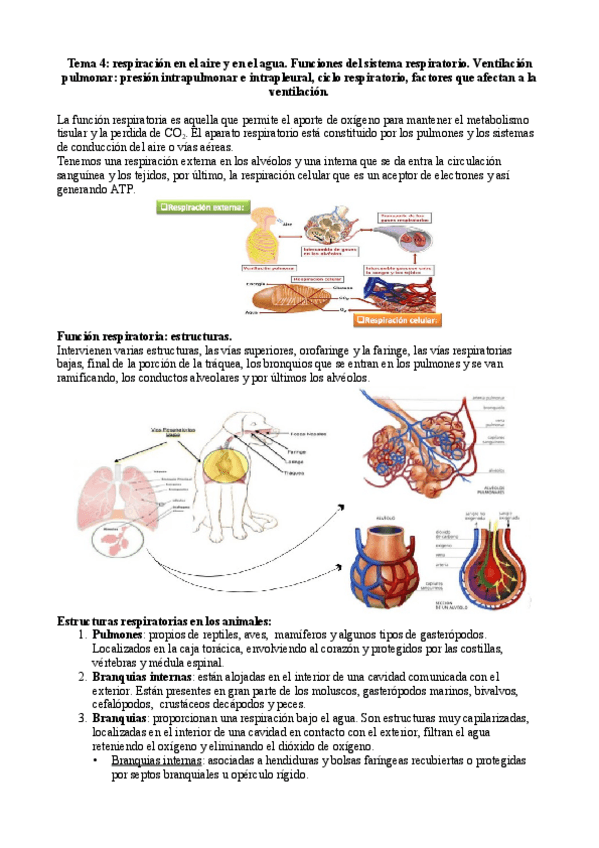 Miniatura del documento Tema-4-respiratorio.pdf