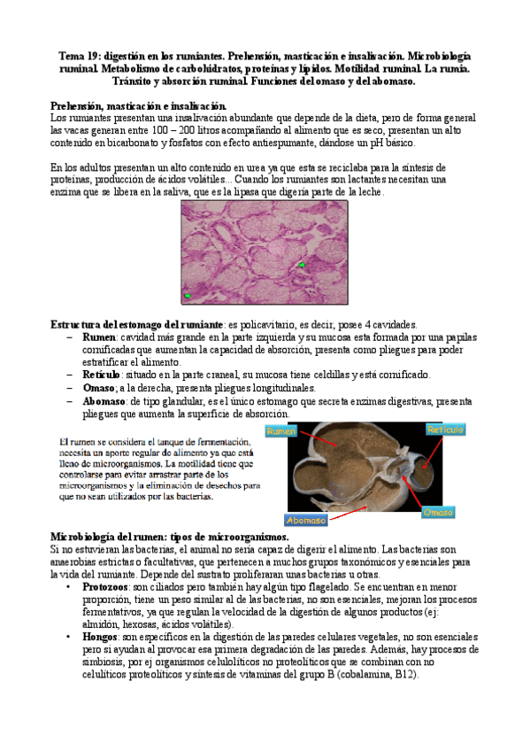 Miniatura del documento Tema-19-rumiantes.pdf