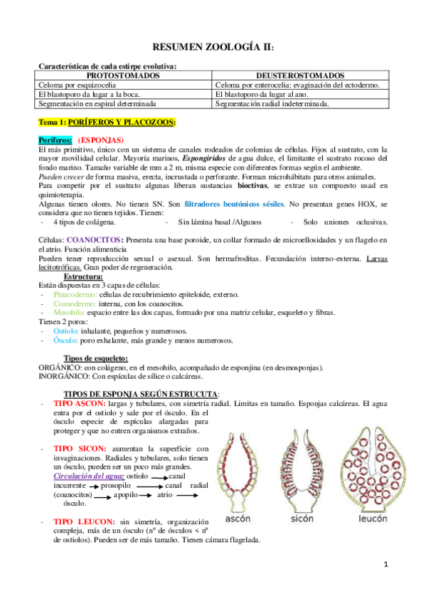 Miniatura del documento RESUMEN ZOOLOGÍA II curso 14 - 15.pdf