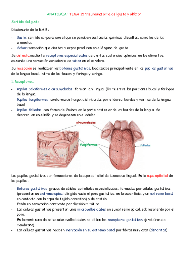 Miniatura del documento ANATOMIA-TEMAS-15-Y-16.pdf