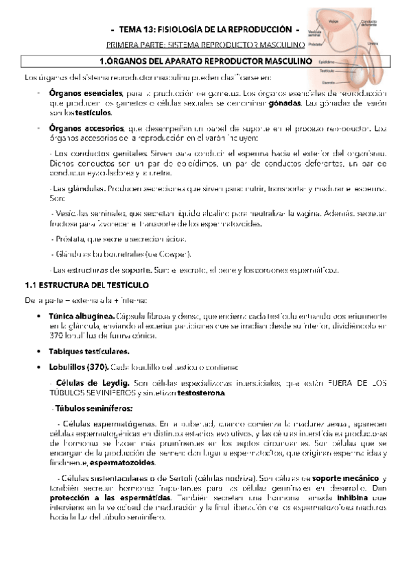 Miniatura del documento TEMA-13.pdf