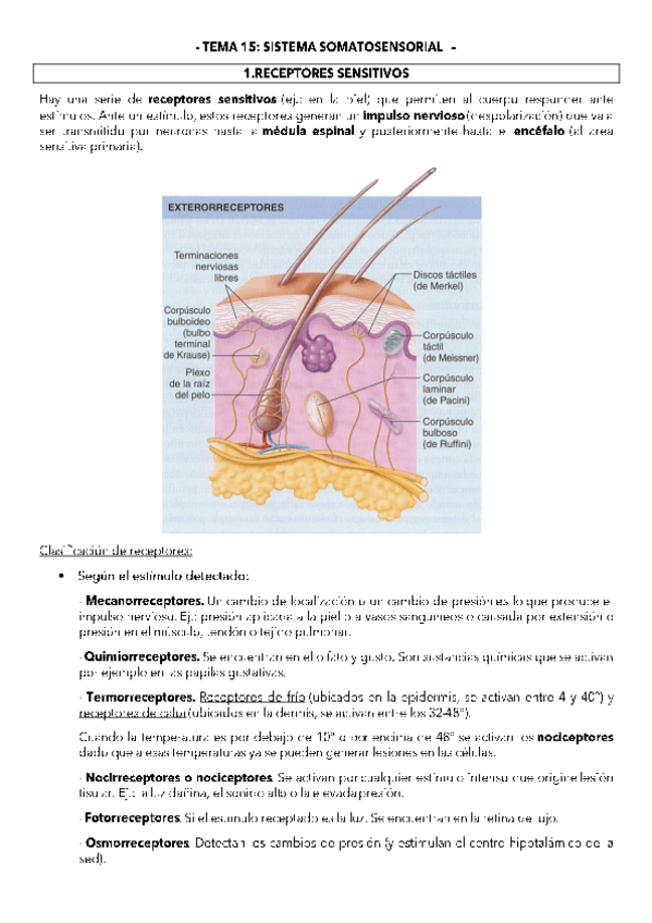 Miniatura del documento TEMA-15.pdf