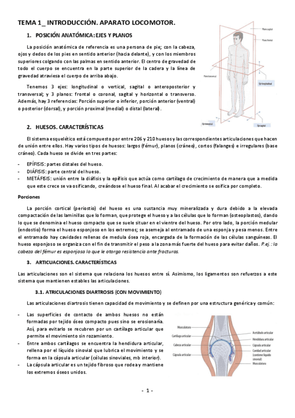 Miniatura del documento Apuntes-Anatomia.pdf