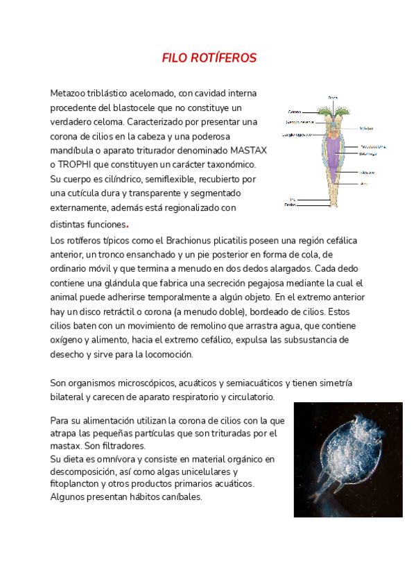 Miniatura del documento FILO-ROTIFEROS.pdf