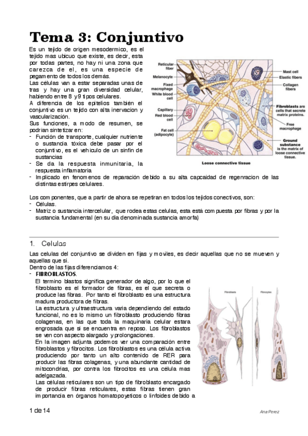 Miniatura del documento apuntes-histo-tema-3.pdf