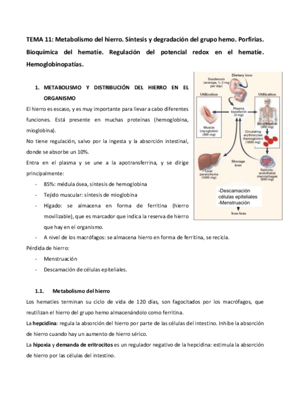 Miniatura del documento Tema-11-bioquimica-humana.pdf