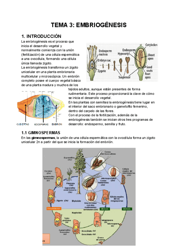 Miniatura del documento TEMA-3-EMBRIOGENESIS.pdf