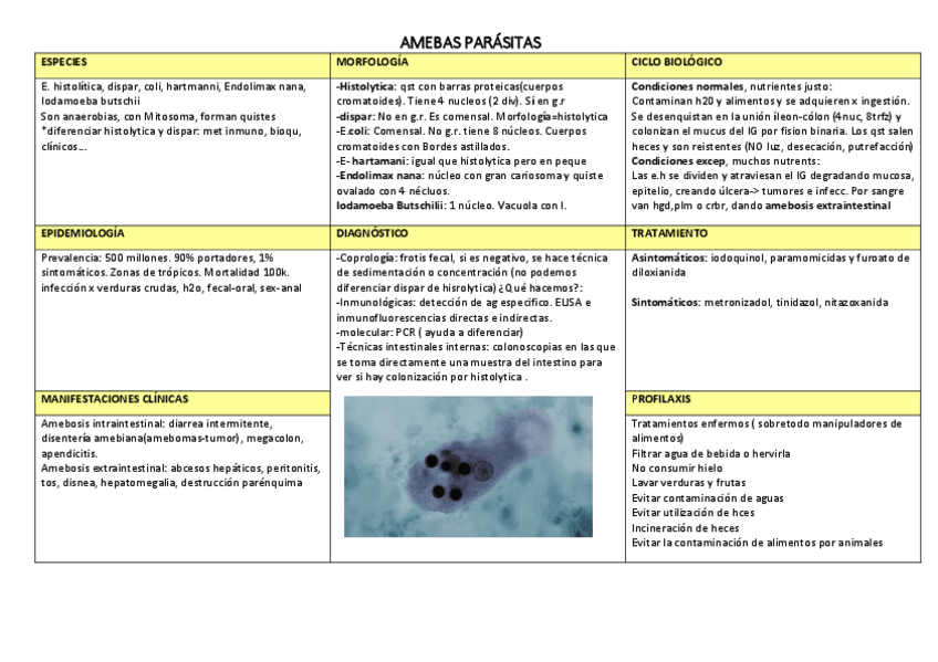 Miniatura del documento ESQUEMAS-PROTOZOOS.pdf