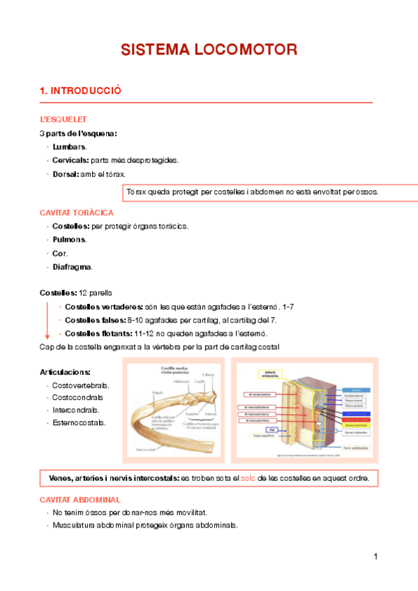 Miniatura del documento Sistema-Locomotor.pdf