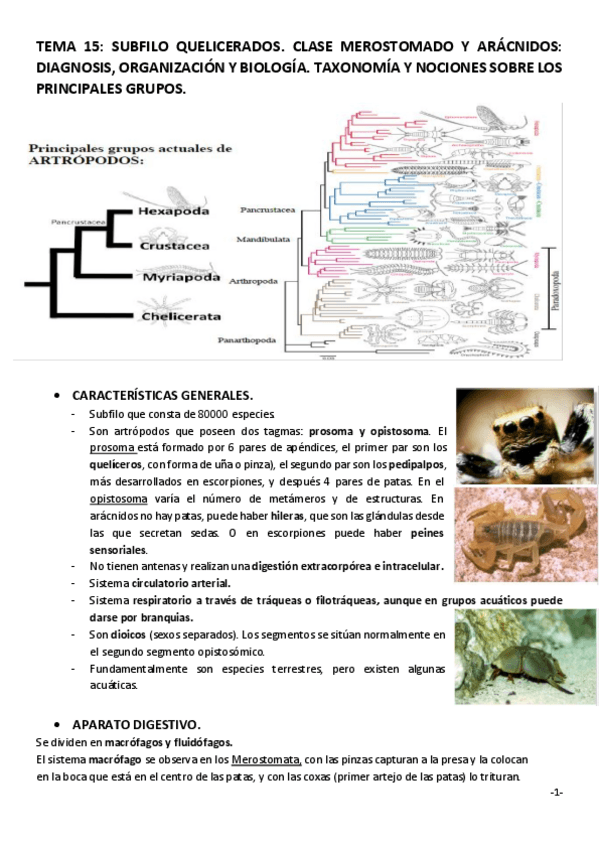 Miniatura del documento TEMA-15.pdf