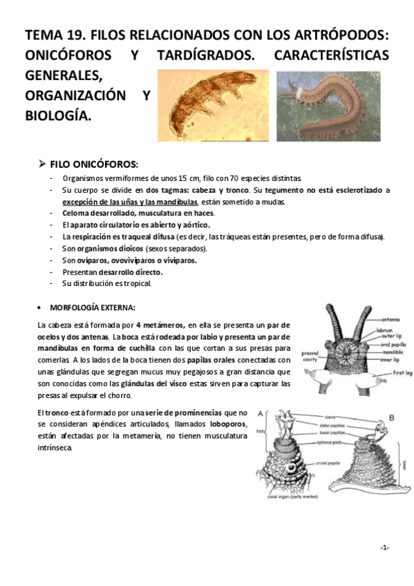 Miniatura del documento TEMA-19.pdf